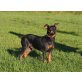 HARLEY, Pinscher - Rüde