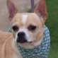 HARPO - Linares, Chihuahua-Mischling, kastriert - Rüde
