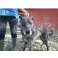 HARRY ist so lieb, Australien Cattle Dog - Mix - Rüde