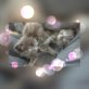🐈, HAUSKATZE - Schildpatt - Katze
