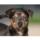 HAVANNA, Jack Russel/Dackelmix,Pflegestelle Bgld Welpen - Hündin