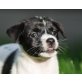 HAWAI, Jack Russel/Dackelmix,Pflegestelle Bgld Welpen - Hündin