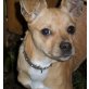 HAZEL, quicklebendige Pinscher-Chihuahua-Mischlings - Hündin