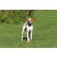 HECTOR, Pointer Mix Rüde - Rüde