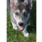 HEDRA, Huskymix - Hündin