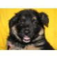 HEIDI, BernerSennenhundmischling, Pflegestelle Tirol Welpen - Hündin