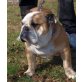 HEIDI, Englische Bulldogge - Hündin