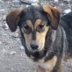 HEIDI, Mix, geb. ca. Mai 2011 Welpen - Hündin