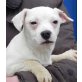 HEIDI sucht Pflege- oder Fixplatz, Jack-Russel - Französische Bulldoggen-Mix  - Rüde