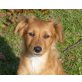 HEIKA, Spanielmischling,Pflegestelle Nö Welpen - Hündin