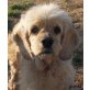 HELENE, Pflegestelle Niederösterreich, anhängliche, verschmuste Spaniel - Hündin