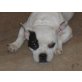 HELENE, franz.Bulldogge ungeliebt ausgesetzt - Hündin