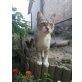 HELLA - Pflegeplatz NÖ, Europäische Kurzhaarkatze - Katze