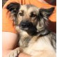HELLA - Pflegestelle Österreich, Spitz-Spaniel-Mix - Hündin