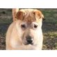 HELLY 'Minimi', Pflegestelle NÖ, Shar Pei-Mix Welpen - Hündin