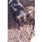 HENRIC - Pflegestelle Wien, anhänglicher kleiner Terriermix - Rüde