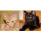 HENRIETTA und NILS, Tierschutz - Katze
