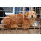 HENRIKO, Pflegestelle Salzburg, liebenswerter, anhänglicher Spitz/Spanielmix - Rüde