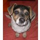 HENRY 8, Jack Russel Terrier Mixrüde, PS NÖ - Rüde