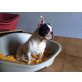 HENRY, Französische Bulldogge - Rüde
