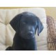HERBERT, Labradormix,Pflegestelle Nähe St.Pölten Welpen - Rüde