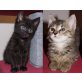 HERMINE und HENRY, Tierschutz - Katze
