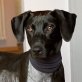 HERMY - Ubeda, Mischling - unkastriert - Hündin