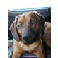 HERO, Bayerischer Gebirgsschweißhundmix - Rüde