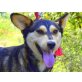 HERO, Husky-Mischling - Rüde