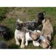 HERRLICH FRENCH BULLDOG PUPPIES bedok, Französische Bulldogge - Rüde