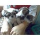 HERRLICH SHIH TZU WELPEN, Shih Tzu - Rüde