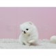 HERRLICH TEACUP POMERANIAN WELPEN, Zwergspitz - Hündin