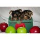 HERRLICH TINY YORKIE WELPEN Setiu, Yorkshire Terrier - Rüde