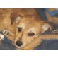 HERWIG, Terriermix Welpen - Rüde