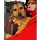 HERZHUND von Heike sucht Zuhause........, rumänischer Mischling - Hündin