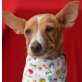 HETTY - Linares, Mini-Podenco - kastriert - Hündin