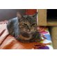 HETTY, Tierschutz - Katze