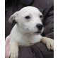 HEXI sucht Pflege- oder Fixplatz, Jack-Russel - Französische Bulldoggen - Mix  - Hündin