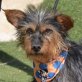 HILDA - Linares, Yorkshire-Terrier-Mix - kastriert - Hündin