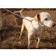 HINDLEY, Labrador Mix - Rüde