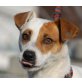 HIPPI - Pflegestelle Oberösterreich, verspielte, lustige Parson Jack-Russel-Mix - Hündin
