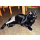HIRONIMUS, Tierschutz - Kater