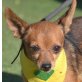 HOBBIT - Linares, Chihuahua-Mischling, kastriert - Rüde
