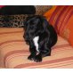 HOBIE - Pflegestelle Niederösterreich, anhänglicher Dackel-Bassett-Mix - Rüde
