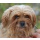 HOLLY 6, Pflegestelle Niederösterreich, zuckersüße kleine Yorkiemix  - Hündin