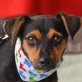 HOLLY - Linares - kastriert, Jack-Russel/Pinscher - Mischling - Hündin