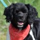 HOLLY - Ubeda - kastriert, Cavalier King Charles Spaniel - Mischling - Hündin