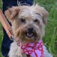 HOLLY, Yorkshirterrier - kastriert - Hündin