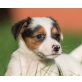 HOLLYWOOD, Jack Russel/Dackelmix,Pflegestelle Bgld Welpen - Hündin