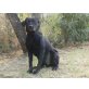 HOMBRE, Labradormix - Rüde